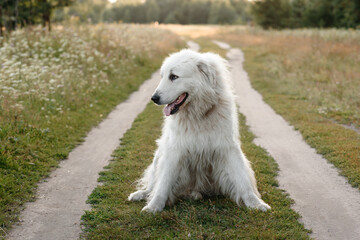 huge white Pyrenean Mountain Dog sitting on country road in green field outdoors in sunny summer day, sunset, dogwalking concept