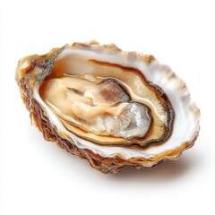 Fresh Opened Oyster on a White Background, Ready to Eat, Close-up Studio Shot of Raw Seafood Delicacy, Gourmet Food Photography