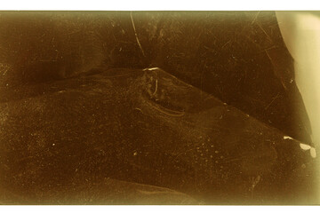 Grungy color 120mm negative film isolated on white background. Medium format film material on white...