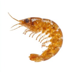 Detailed Close-Up of a Brown Shrimp on White Background, Showing Texture, Color, and Intricate Details of the Seafood