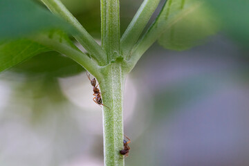 Banded Sugar Ants on a Butterfly Bush