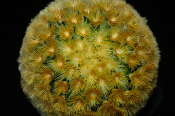 Close up detail top view of mammillaria carmenae cv buddha golden yellow spine. Isolated on black background