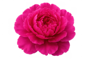 Close-up of a vibrant pink peony blossom isolated on a transparent background, showcasing its delicate petals and rich color