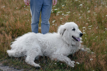 huge white Pyrenean Mountain Dog lying on country road in green field outdoors in sunny summer day with owner near standing, sunset, dogwalking concept