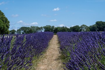Fototapeta premium field of lavender at Selbourne Hampshire with blue sky and countryside in the background