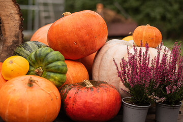 Pumpkins harvest in the autumn garden