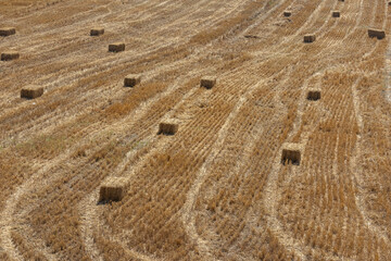 The process of harvesting hay. Hay is pressed into a rectangular briquette in the field. The straw...