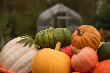 Pumpkins harvest in the autumn garden