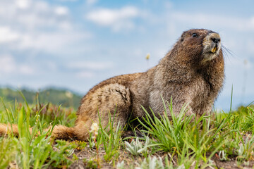 Wild animal. Groundhog on lawn. Rodent animal woodchuck. Rodent marmot animal. Wildlife nature. Marmot capybara. Furry capybara. Marmot wild groundhog. Woodchuck rodent. Capybara in the park