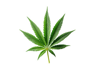 Vibrant green cannabis leaf isolated on stark black background plant marijuana, Isolated, Transparent Png