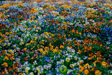 Pansy flower clipping path included. Spring garden viola tricolor