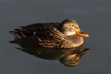 Female mallard duck (Anas platyrhynchos) calmly floats on water during golden hour, with beautiful reflection and soft evening light on the surface.
