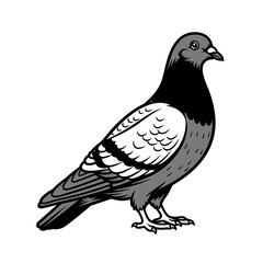 dove on white background