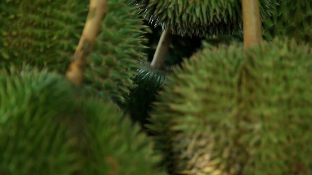 Durian season is the "king of fruits" in Malaysia such as Musang King, D24, Udang Merah, Black Durian and Kampung Durian.
