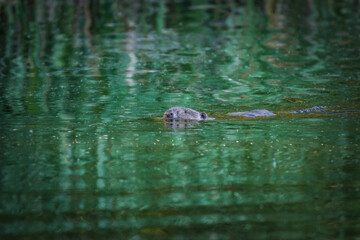 beaver swims across the river