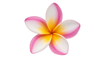 A beautiful plumeria flower with delicate pink, white, and yellow petals, symbolizing tropical beauty, isolated on a transparent background