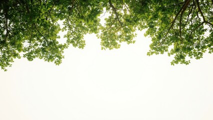 Fresh green tree leaves creating natural frame border with white background space for text overlay in spring summer environmental concept design
