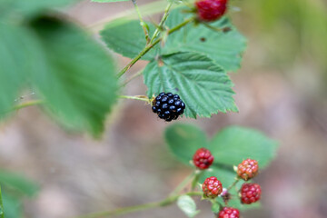 Blackberry (Rubus fruticosus) – when it's the dark, ripe fruit you see in the image.