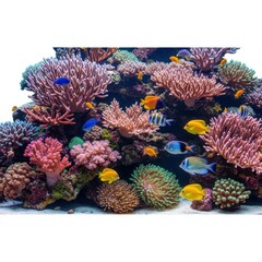 Colorful coral reef with tropical fish isolated on white background