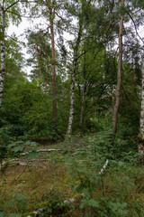 Fototapeta premium footpath in the woods