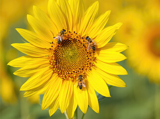 Obraz premium Bee sitting on a bright yellow sunflower in a sunny field