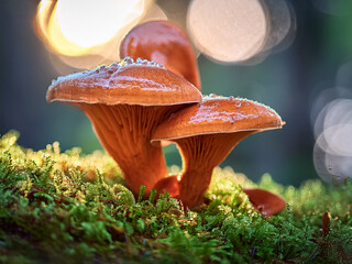 High-quality reishi mushroom image for natural supplement packaging
