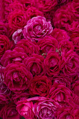 Flat lay floral background made of lush burgundy tea roses. Top view, full frame. Elegant romantic texture for design or branding.