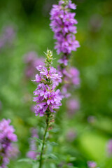 Flower Bud Lythrum salicaria plant green leaves. Garden. Purple loosestrife inflorescence. Flowers family Lythraceae,