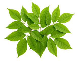 Fototapeta premium Realistic ash leaf cluster with serrated edges, isolated on a transparent background