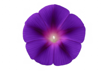 Purple morning glory bloom revealing intricate lavender petals and soft inner details against transparent surface