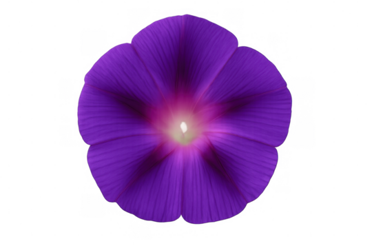 Purple morning glory bloom revealing intricate lavender petals and soft inner details against transparent surface