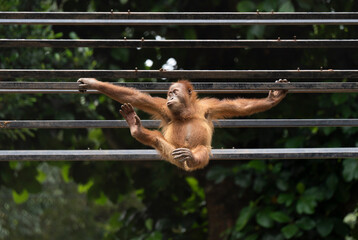 An orangutan hangs effortlessly from a metal bar inside its enclosure at a zoo