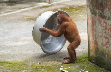 An orangutan hangs effortlessly from a metal bar inside its enclosure at a zoo © 光画社 (Kōgasha)