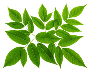 Obraz premium Realistic ash leaf cluster with serrated edges, isolated on a transparent background