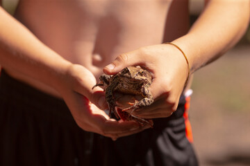 A person is gently holding a small frog carefully in their hands, ensuring that they do not harm it while observing it closely