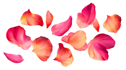 Falling pale pink petals isolated on transparent background