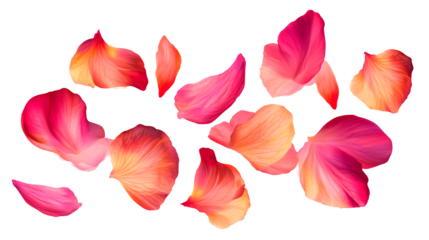Falling pale pink petals isolated on transparent background