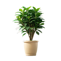 Obraz premium A lush green potted plant with dense foliage in a light colored pot isolated on transparent background