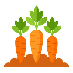 Fresh carrots grown in the garden vector on white background.