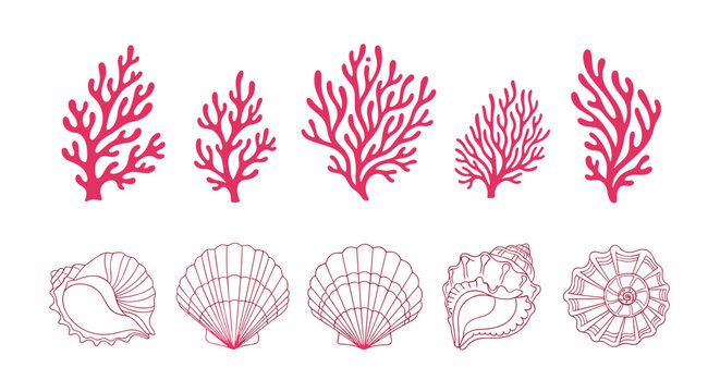 Illustration showing pink coral branches and various seashell outlines in a symmetrical arrangement