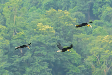 Wreathed Hornbill, Rhyticeros undulatus.Wreathed Hornbill male, yellow chin and blue chin female are flying in jungle khao yai national forest park, Thailand.Hornbill flying surrounded by green trees