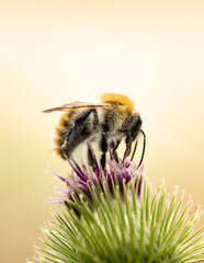 Get closer than ever to the hidden lives of bees and bumblebees. These macro shots reveal their...