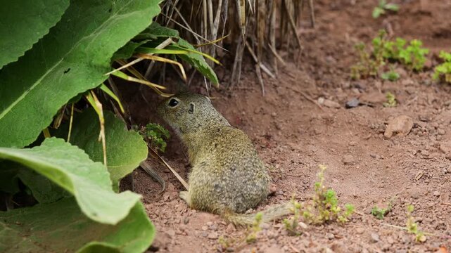4K video of ground squirrel on grass. Small rodent foraging and moving in natural habitat. Wildlife nature, animal behavior, and outdoor scene captured in high resolution. Spermophilus ground squirrel