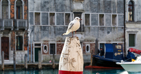 a seagull on a pole with the houses of Venice in the background