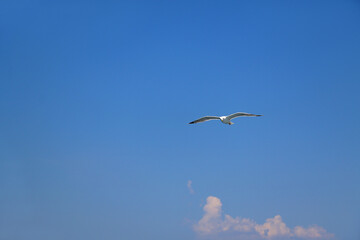 Seagull flying and bright blue sky.