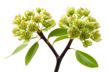 Capture Green Flower Buds With Young Leaves, Botanical Spring Blossom