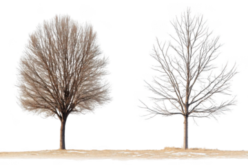 Two Trees Stand In winter Scene With A Striking Contrast