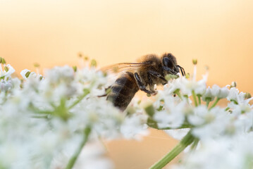 Macro photographs of bees and bumblebees in natural settings, showing pollinators in action on vibrant flowers. Ideal for nature, gardening, and environmental themes.