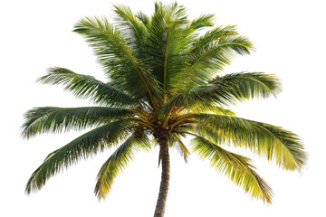 Palm Tree Reaches for Sky With Green Leaves, Tropical Vibes and Summer Season