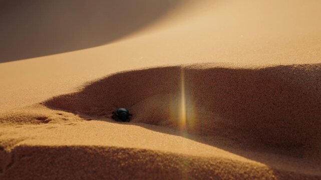 A black beetle crawls across the sand dunes of the Sahara Desert. The harsh sunlight creates a lens flare as the beetle makes its way through the hot sand. Morocco.